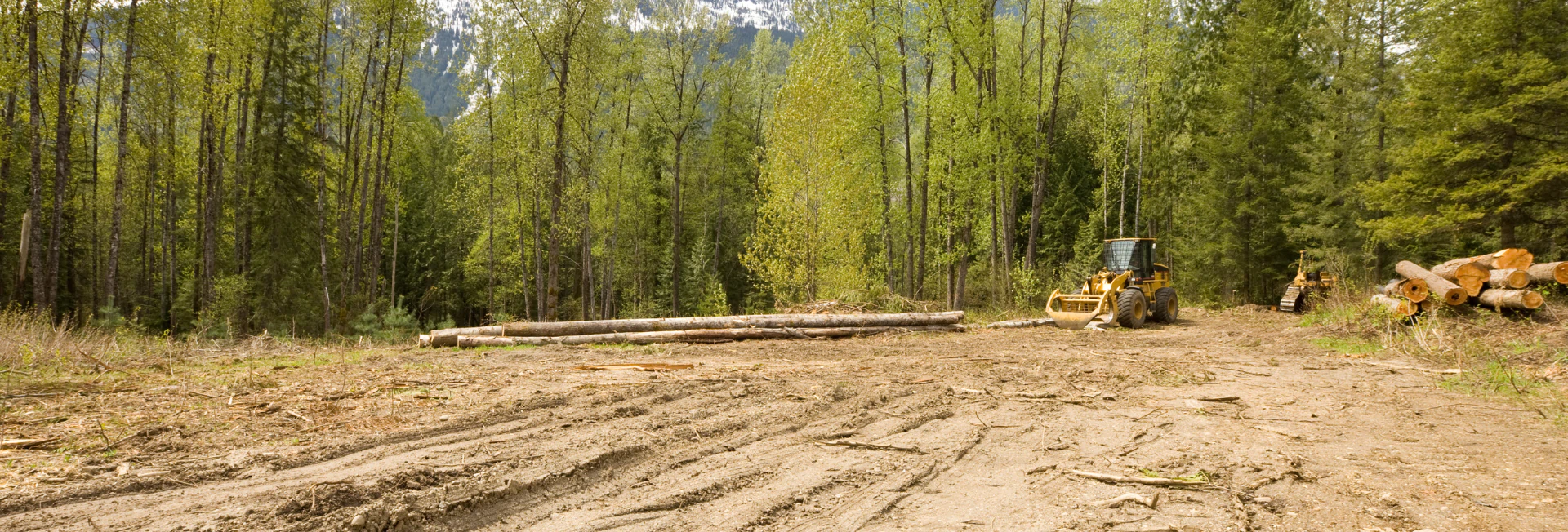Forestry Mulching & Land Clearing breadcrumb