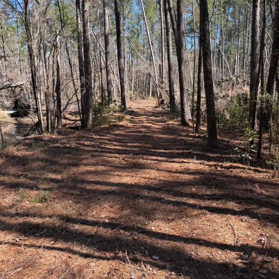Forestry Mulching & Land Clearing