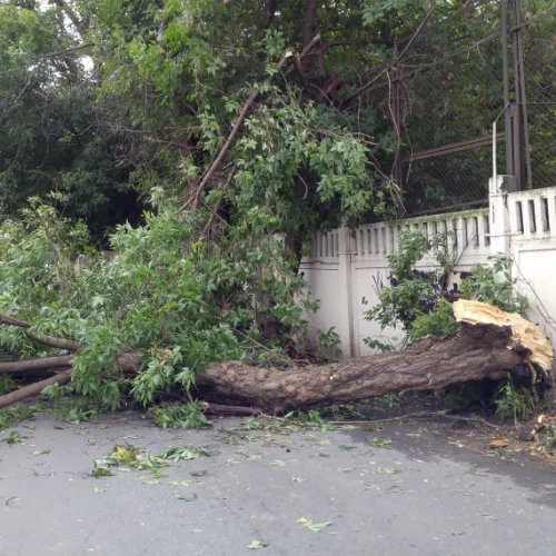 Storm Cleanup & Emergency Property Clearing