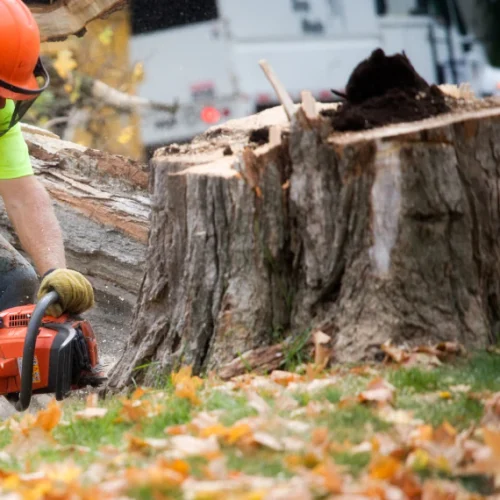 Tree Removal & Stump Grinding